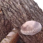 岩男さんの原木栽培しいたけ