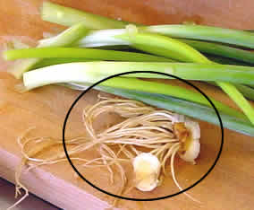 ネギの根っこ