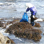 海人商会の海藻
