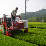 新生わたらい茶さんの有機茶