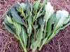 国産・自然農法種子 川島かき菜