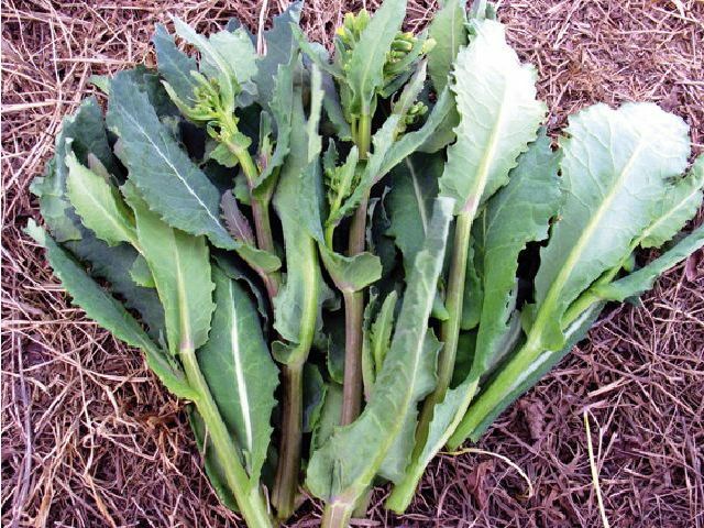 国産・自然農法種子 川島かき菜