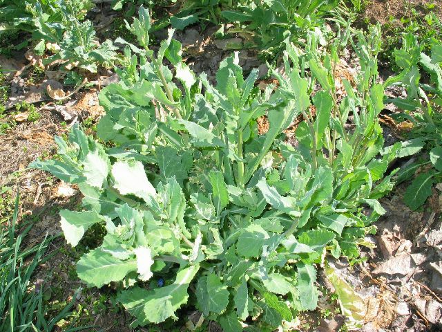 国産・自然農法種子 川島かき菜