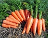 国産・自然農法種子 ニンジン（筑摩野五寸）
