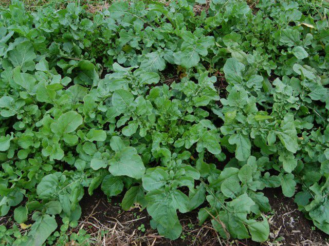 国産・自然農法種子 国産ルッコラ(フックラ) 約400粒 【３～６月蒔き】【8～10月蒔き】｜ナチュラルライフステーション