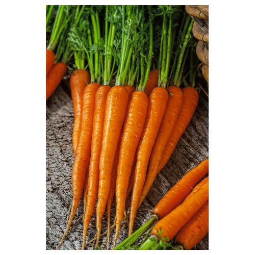 有機種子（ポルトガルVIVAS） ニンジン ナンテス 約200粒 