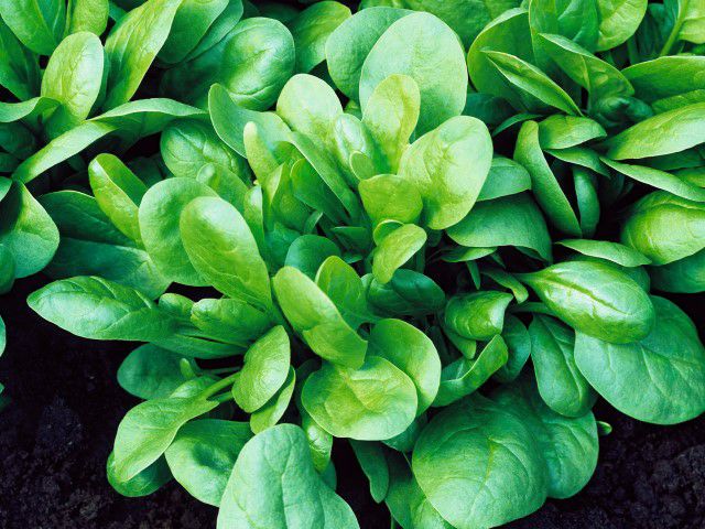 有機種子（ポルトガルVIVAS） ホウレンソウ（バタフライ） 約50粒 【3～5月蒔き】｜ナチュラルライフステーション 